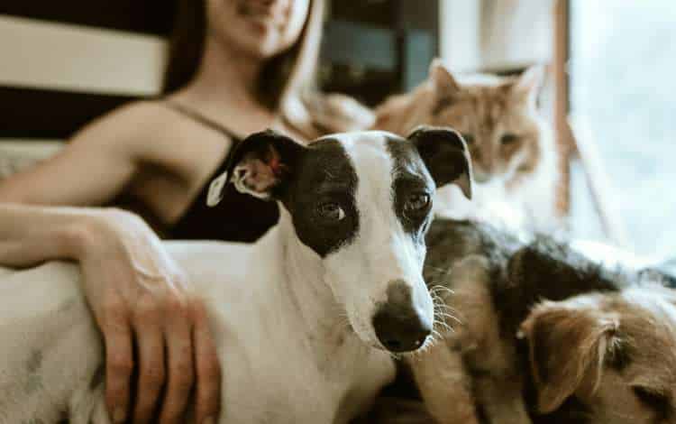 How Pet Possession Helps Your Personal Enchancment